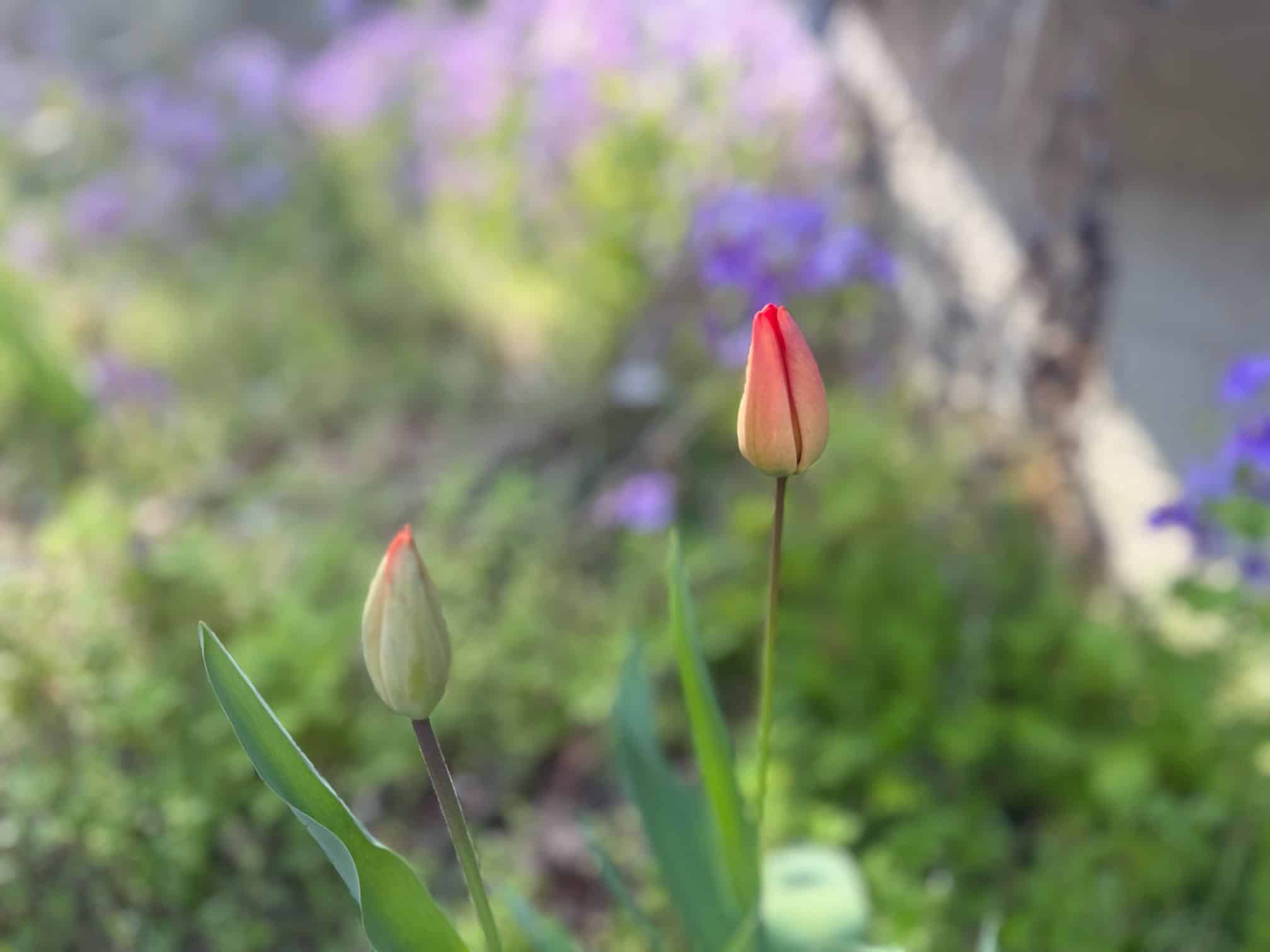 
<span class="bsf-rt-reading-time"><span class="bsf-rt-display-label" prefix="読了時間"></span> <span class="bsf-rt-display-time" reading_time="20"></span> <span class="bsf-rt-display-postfix" postfix="分位"></span></span>終戦から80年、令和に平和を願う。