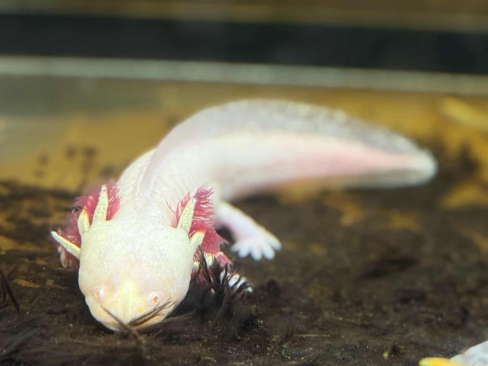 ちょっと渋いお顔だけどウーパールーパーだ!!