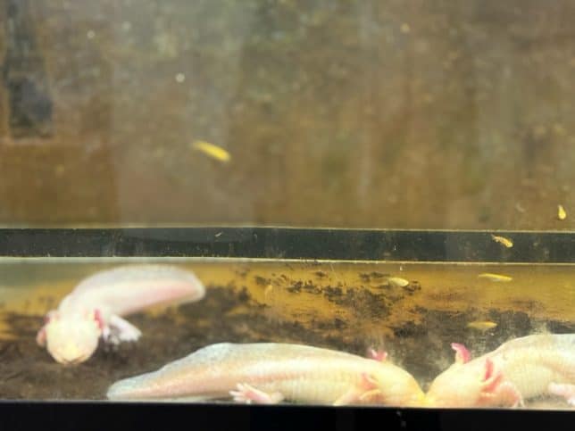 ちょっと渋いお顔だけどウーパールーパーだ!!