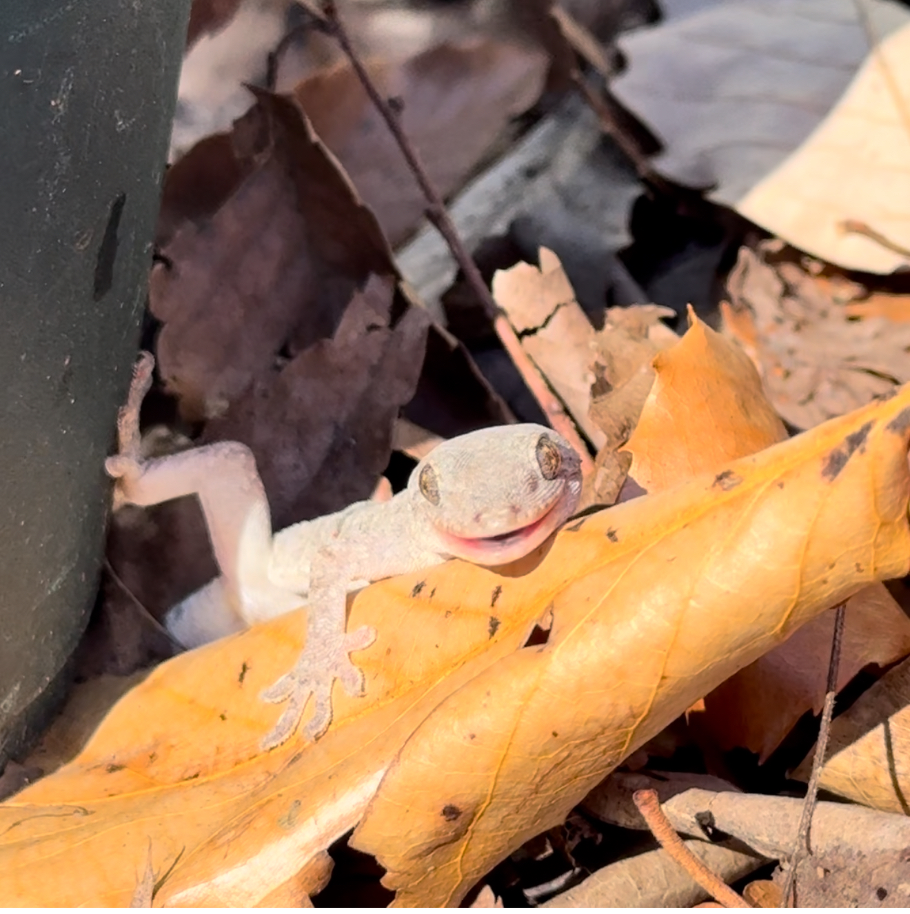 
<span class="bsf-rt-reading-time"><span class="bsf-rt-display-label" prefix="読了時間"></span> <span class="bsf-rt-display-time" reading_time="16"></span> <span class="bsf-rt-display-postfix" postfix="分位"></span></span>「すかしてない」或いは「非日常」について。